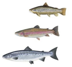 Game Fishing Shop - freddiethepillowandfriends.co.uk Game Fishing Shop