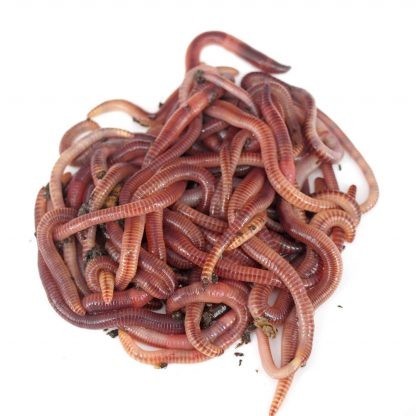 Tubs of Dendrabena Worms - freddiethepillowandfriends.co.uk Tubs of Dendrabena Worms